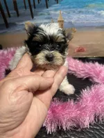 Mia, a female Yorkshire Terrier for sale in Keithville, LA – Photo 3 of 6