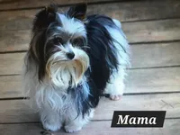 diva's sweetie darlin, a female Yorkshire Terrier for sale in Keithville, LA – Photo 3 of 4