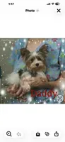 diva's sweetie darlin, a female Yorkshire Terrier for sale in Keithville, LA – Photo 4 of 4