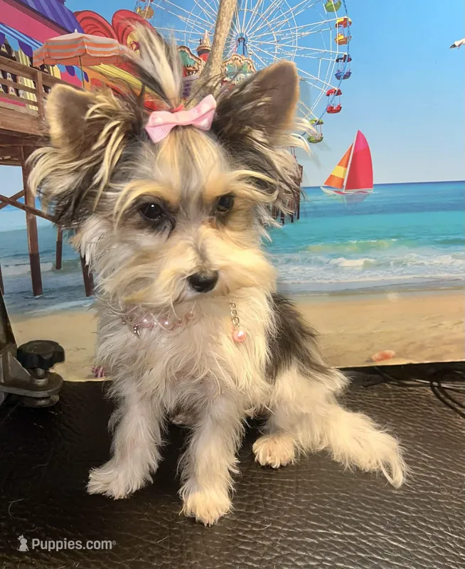 diva's sweetie darlin, a female Yorkshire Terrier for sale in Keithville, LA – Photo 1 of 4