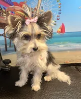 diva's sweetie darlin, a female Yorkshire Terrier for sale in Keithville, LA – Photo 1 of 4