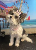 diva's sweetie darlin, a female Yorkshire Terrier for sale in Keithville, LA – Photo 2 of 4