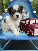 Kolby, a male Yorkshire Terrier for sale in Keithville, LA – Photo 3 of 3