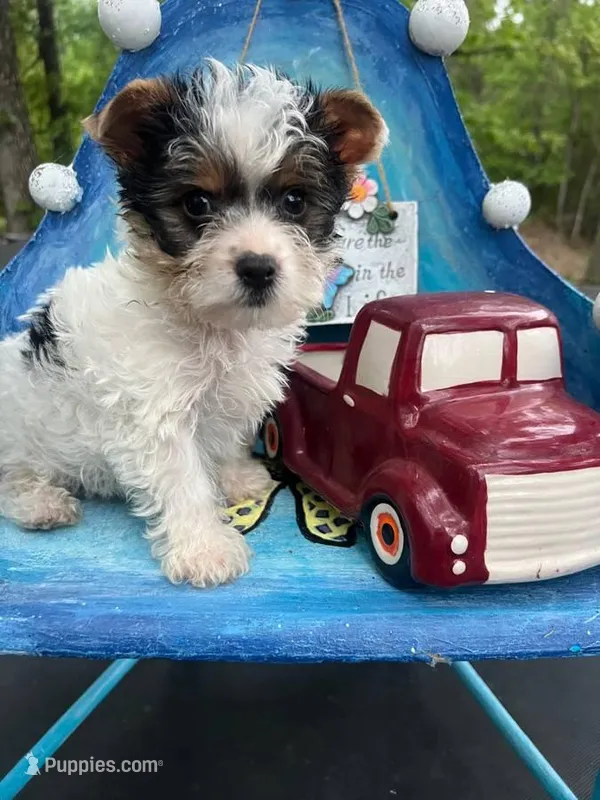 Kolby – Yorkshire Terrier puppy for sale in Keithville, LA