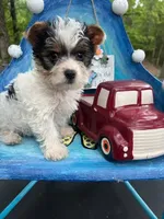 Kolby, a male Yorkshire Terrier for sale in Keithville, LA – Photo 1 of 3