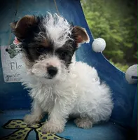 Kolby, a male Yorkshire Terrier for sale in Keithville, LA – Photo 2 of 3