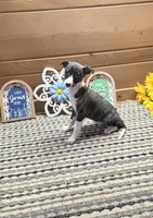 Fabio , a male Whippet for sale in Caryville, FL – 2 of 7