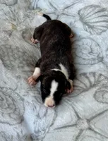 Boy 1, a male Whippet for sale in Caryville, FL – 1 of 3