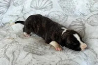 Boy 1, a male Whippet for sale in Caryville, FL – 3 of 3