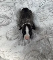 Boy 4, a male Whippet for sale in Caryville, FL – 3 of 3