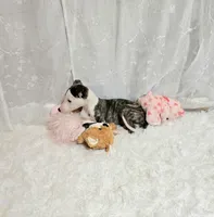 Sky, a female Whippet for sale in Caryville, FL – Photo 6 of 7