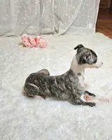 Sky, a female Whippet for sale in Caryville, FL – Photo 5 of 7