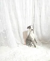 Sky, a female Whippet for sale in Caryville, FL – Photo 1 of 7