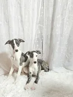 Sky, a female Whippet for sale in Caryville, FL – Photo 3 of 7