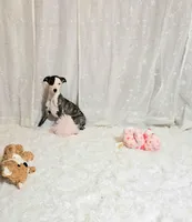 Sky, a female Whippet for sale in Caryville, FL – Photo 7 of 7