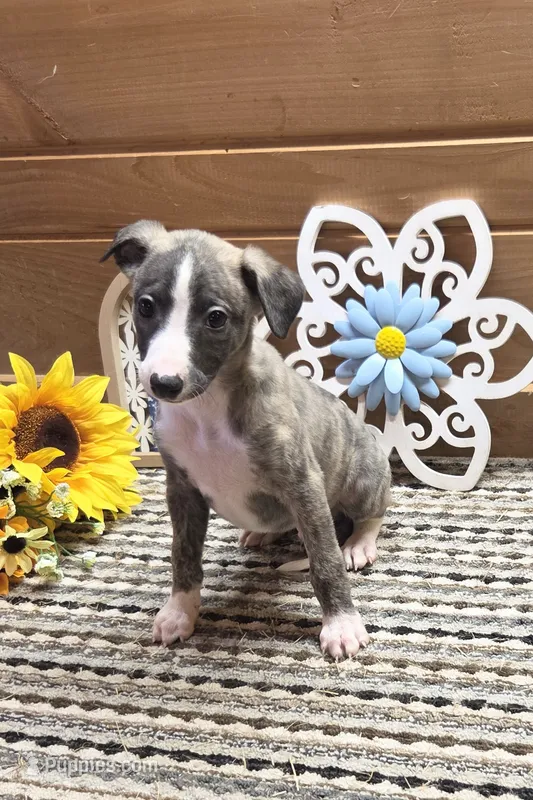  Macchiato  – Whippet puppy for sale in Caryville, FL