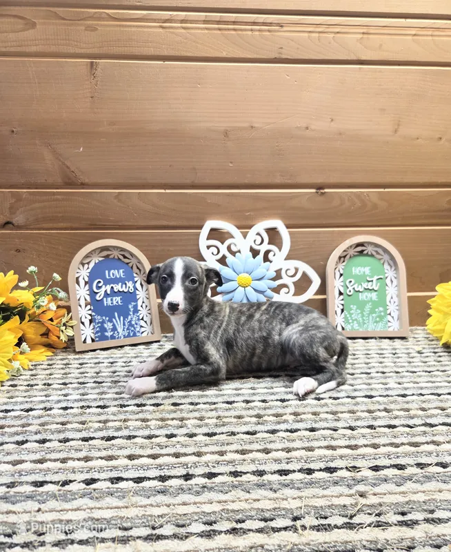 Nico  – Whippet puppy for sale in Caryville, FL