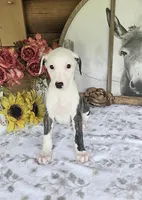 Curly, a male Whippet for sale in Caryville, FL – Photo 2 of 7