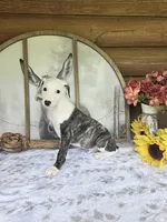 Curly, a male Whippet for sale in Caryville, FL – Photo 3 of 7