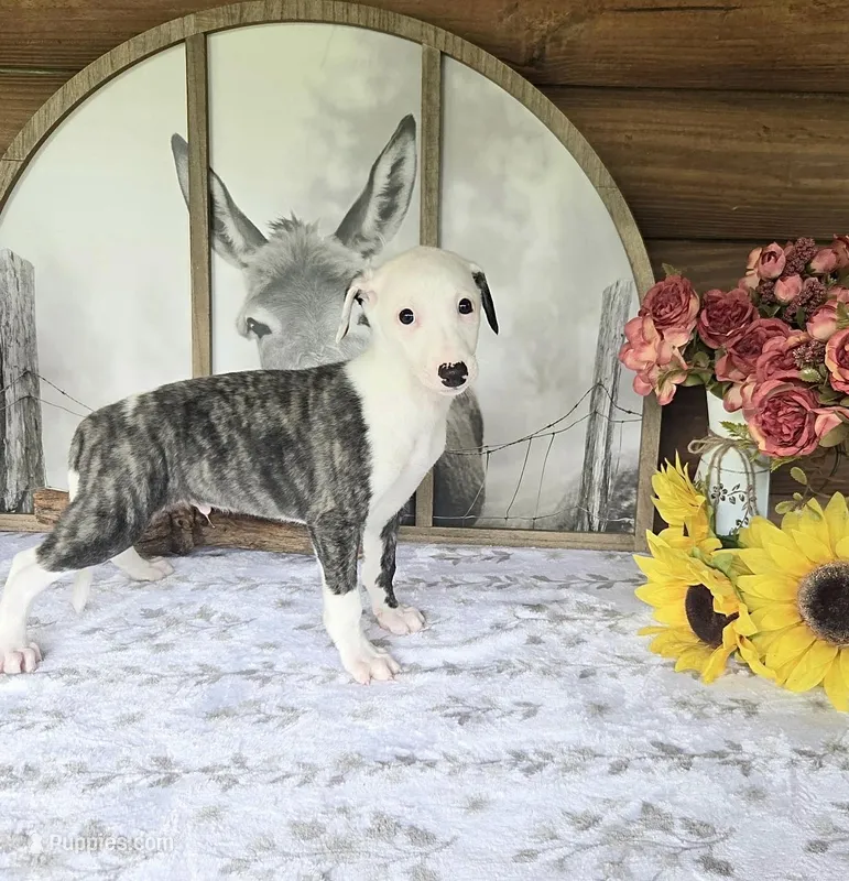 Curly, a male Whippet for sale in Caryville, FL – Photo 1 of 7