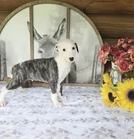 Curly, a male Whippet for sale in Caryville, FL – Photo 1 of 7