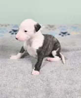 Curly, a male Whippet for sale in Caryville, FL – Photo 2 of 2