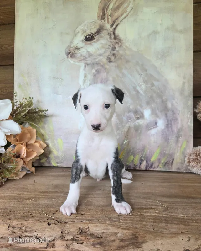 Curly – Whippet puppy for sale in Caryville, FL