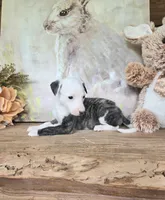 Curly, a male Whippet for sale in Caryville, FL – Photo 5 of 7