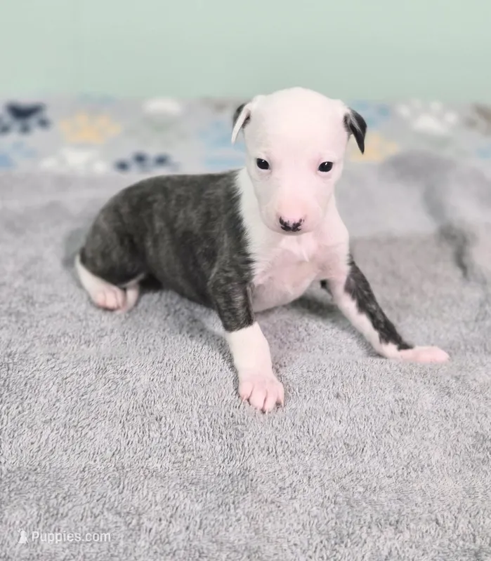 Curly – Whippet puppy for sale in Caryville, FL