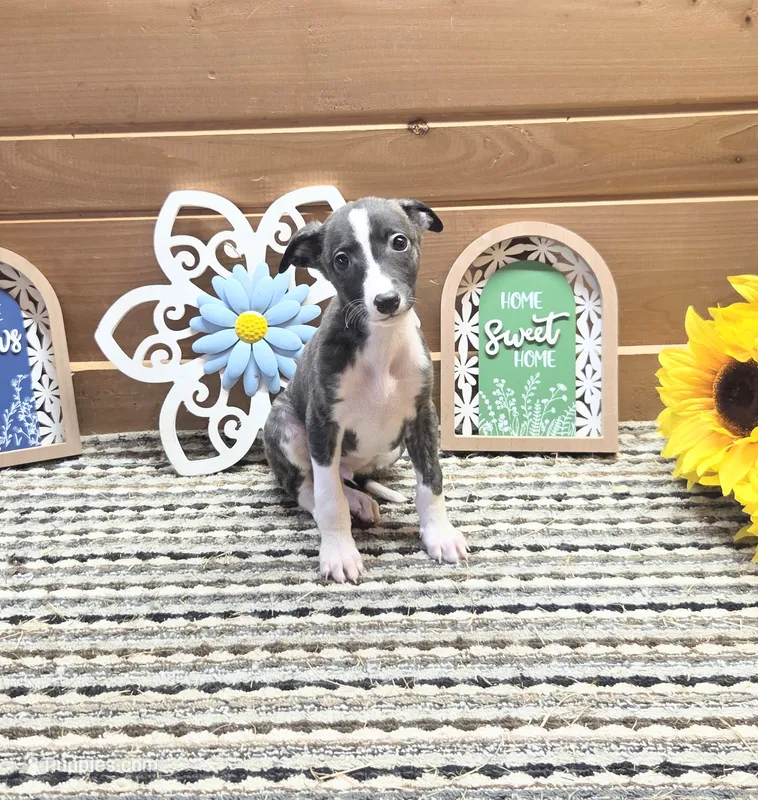 Nero – Whippet puppy for sale in Caryville, FL