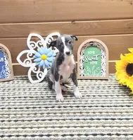 Nero, a male Whippet for sale in Caryville, FL – 1 of 8