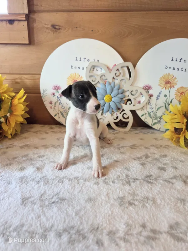 Girl 3 – Whippet puppy for sale in Caryville, FL