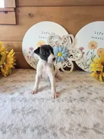 Moyo, a female Whippet for sale in Caryville, FL – 5 of 9