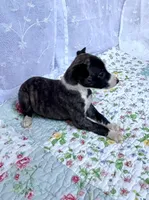 Sophie, a female Whippet for sale in Caryville, FL – Photo 10 of 10