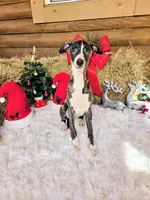 Sophie, a female Whippet for sale in Caryville, FL – Photo 1 of 10