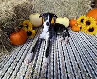 Sophie, a female Whippet for sale in Caryville, FL – Photo 3 of 10