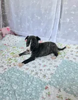 Sophie, a female Whippet for sale in Caryville, FL – Photo 9 of 10