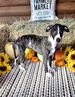 Sophie, a female Whippet for sale in Caryville, FL – Photo 4 of 10