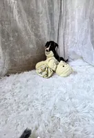 Sophie, a female Whippet for sale in Caryville, FL – Photo 7 of 10