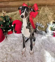 Sophie, a female Whippet for sale in Caryville, FL – Photo 2 of 10