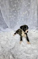 Sophie, a female Whippet for sale in Caryville, FL – Photo 6 of 10