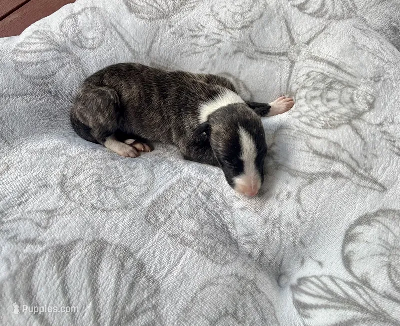 Boy 4 – Whippet puppy for sale in Caryville, FL