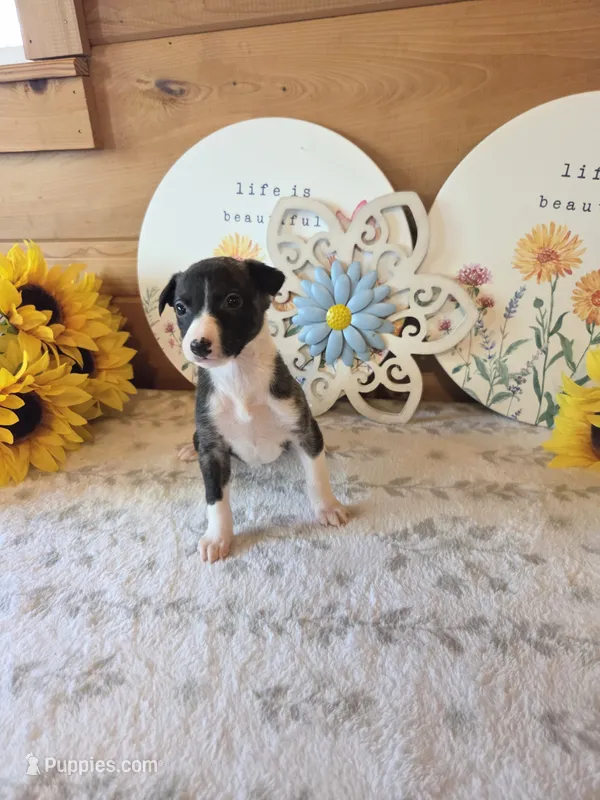 Boy 3 – Whippet puppy for sale in Caryville, FL