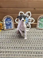 Moyo, a female Whippet for sale in Caryville, FL – 3 of 9
