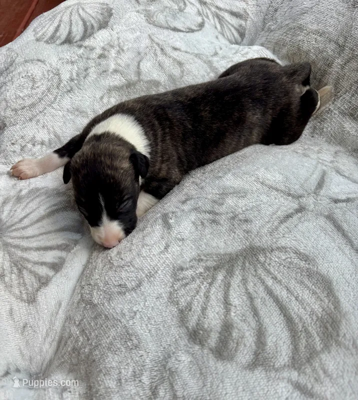 Boy 3 – Whippet puppy for sale in Caryville, FL