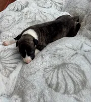 Boy 3, a male Whippet for sale in Caryville, FL – 2 of 2