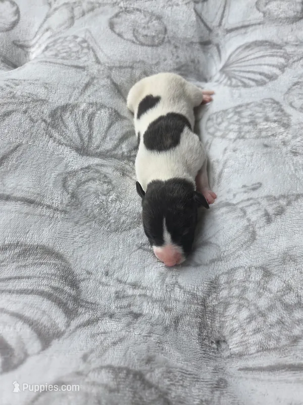 Girl 3 – Whippet puppy for sale in Caryville, FL