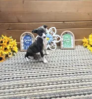 Fabio , a male Whippet for sale in Caryville, FL – 3 of 7