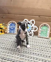 Nico , a male Whippet for sale in Caryville, FL – 2 of 7