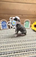 Bun, a female Whippet for sale in Caryville, FL – 4 of 10